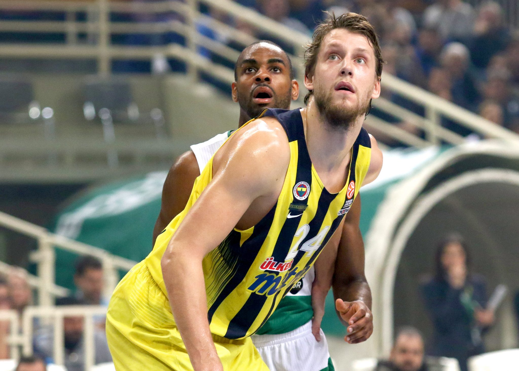 Vesely